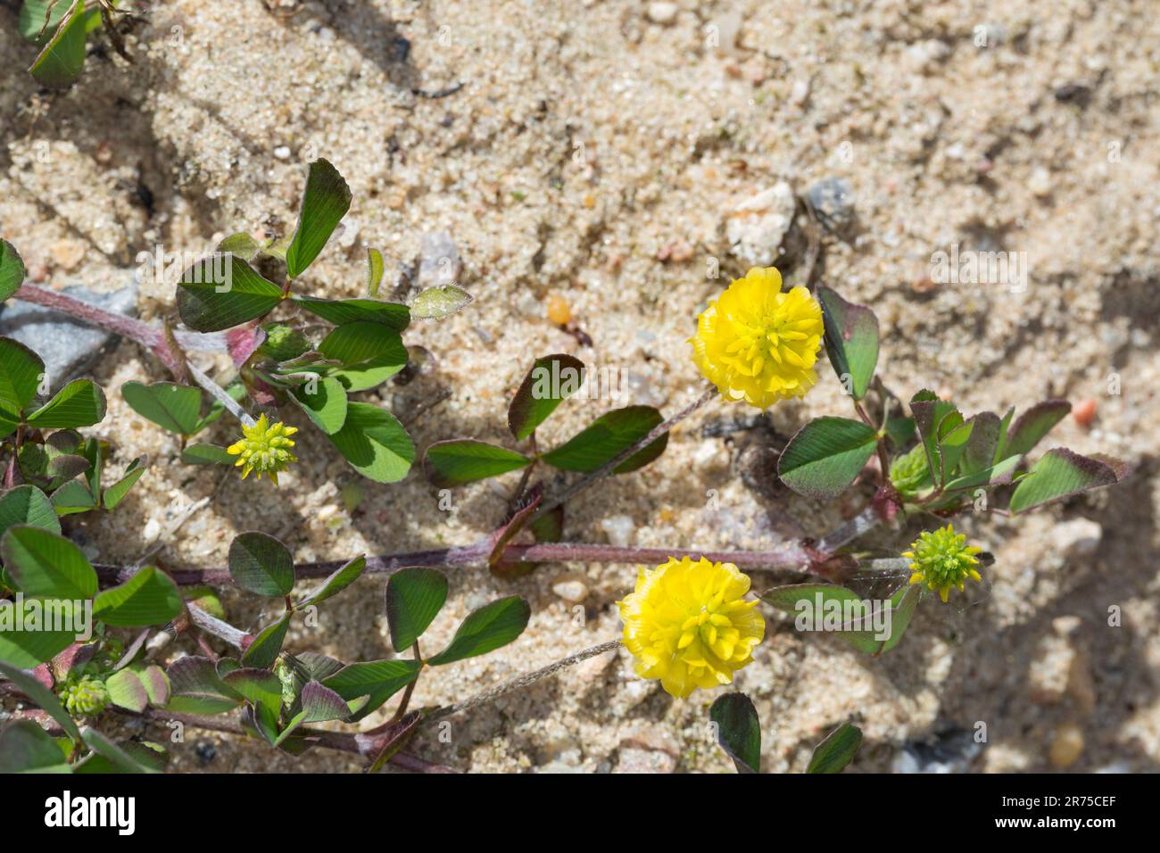Più grande di trifoglio hop, bassa hop di trifoglio rosso (Trifolium campestre), fioritura, Germania Foto Stock
