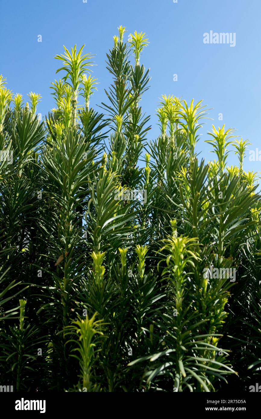 Harrington Plum Yew, Cephalotaxus harringtonii 'Fastigiata', Primavera, nuovo, tiri Foto Stock