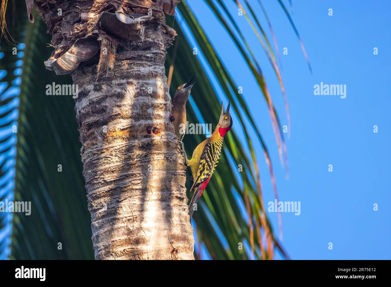 Uccello di picchio rosso su una palma tropicale nella foresta pluviale Foto Stock