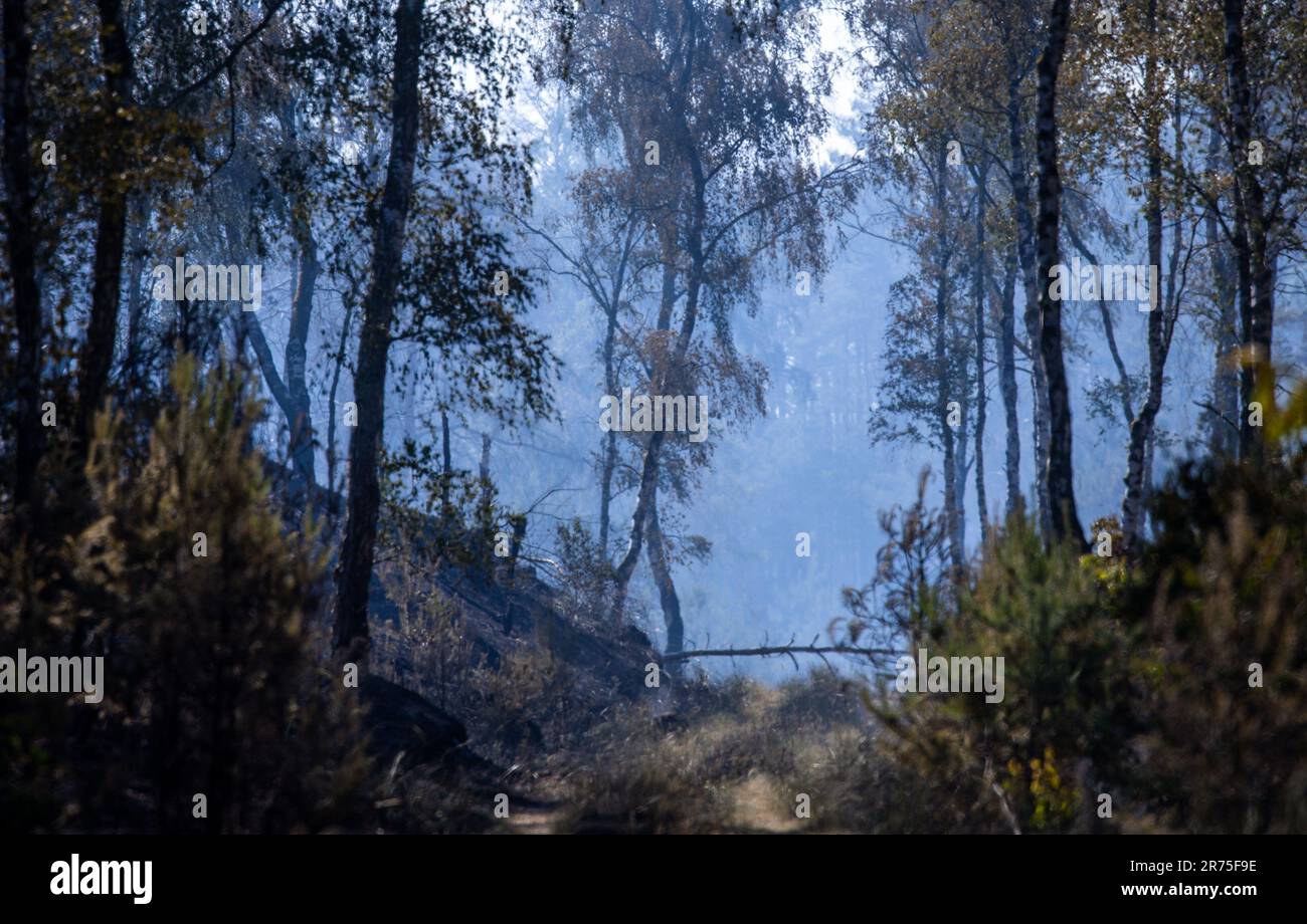 13 giugno 2023, Meclemburgo-Pomerania occidentale, Lübtheen: Gli alberi bruciati si trovano dopo un'operazione di estinzione nella zona degli incendi boschivi di un ex campo di addestramento militare. Il 12 giugno 2023 sono scoppiati incendi in due ex aree di formazione nel Meclemburgo-occidentale. L'incendio nei pressi di Lübtheen aveva portato all'evacuazione dei residenti di un villaggio. Foto: Jens Büttner/dpa Foto Stock