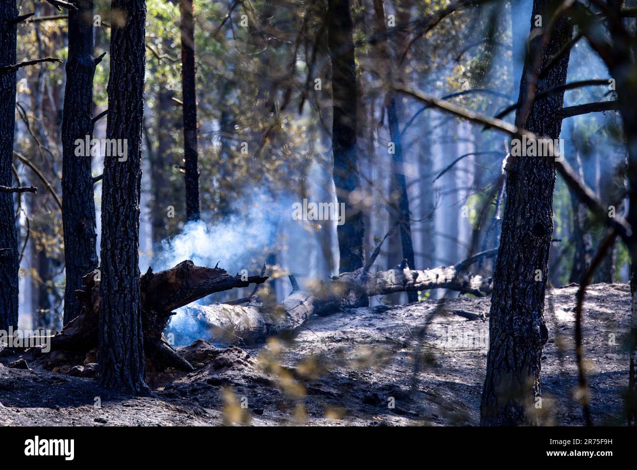13 giugno 2023, Meclemburgo-Pomerania occidentale, Lübtheen: Gli alberi bruciati si trovano dopo un'operazione di estinzione nella zona degli incendi boschivi di un ex campo di addestramento militare. Il 12 giugno 2023 sono scoppiati incendi in due ex aree di formazione nel Meclemburgo-occidentale. L'incendio nei pressi di Lübtheen aveva portato all'evacuazione dei residenti di un villaggio. Foto: Jens Büttner/dpa Foto Stock