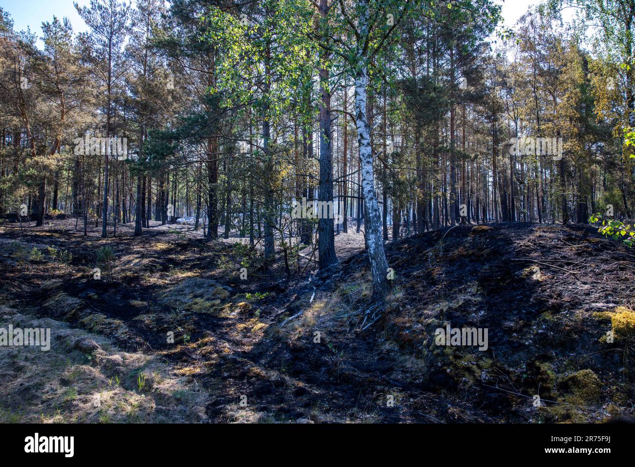13 giugno 2023, Meclemburgo-Pomerania occidentale, Lübtheen: Gli alberi bruciati si trovano dopo un'operazione di estinzione nella zona degli incendi boschivi di un ex campo di addestramento militare. Il 12 giugno 2023 sono scoppiati incendi in due ex aree di formazione nel Meclemburgo-occidentale. L'incendio nei pressi di Lübtheen aveva portato all'evacuazione dei residenti di un villaggio. Foto: Jens Büttner/dpa Foto Stock