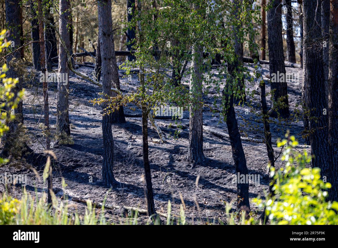 13 giugno 2023, Meclemburgo-Pomerania occidentale, Lübtheen: Gli alberi bruciati si trovano dopo un'operazione di estinzione nella zona degli incendi boschivi di un ex campo di addestramento militare. Il 12 giugno 2023 sono scoppiati incendi in due ex aree di formazione nel Meclemburgo-occidentale. L'incendio nei pressi di Lübtheen aveva portato all'evacuazione dei residenti di un villaggio. Foto: Jens Büttner/dpa Foto Stock