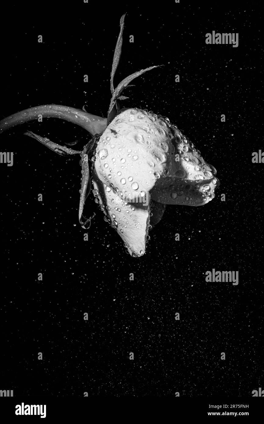 Singola rosa Foto Stock