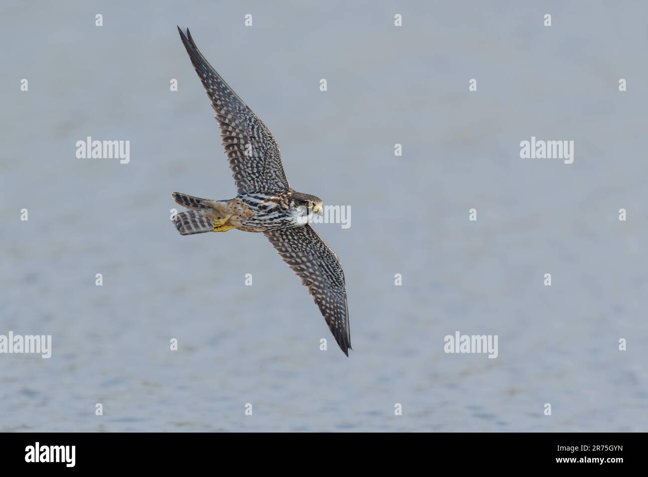 Il falco sorvola LONDRA, INGHILTERRA IMMAGINI STUPENDE riprese il 10th 2023 giugno mostrano uno Hobby eurasiatico che insegue una libellula appena sopra l'acqua. Le immagini mostrano Foto Stock