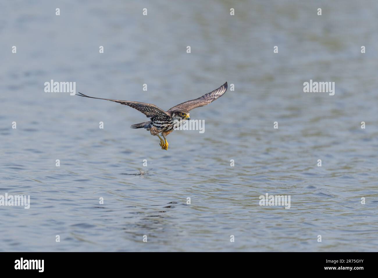 La libellula sfugge ai taloni LONDRA, INGHILTERRA IMMAGINI STUPENDE riprese il 10th 2023 giugno mostrano uno Hobby eurasiatico a caccia di una libellula appena sopra il wate Foto Stock