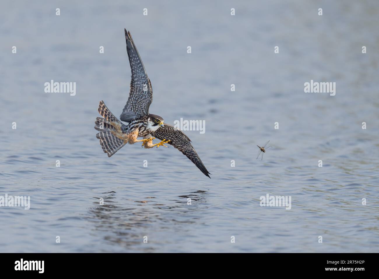 Il falco estende i suoi taloni per afferrare la libellula LONDRA, INGHILTERRA IMMAGINI SBALORDITIVE riprese il 10th 2023 giugno mostrano un Eurasian Hobby inseguire una libellula Foto Stock