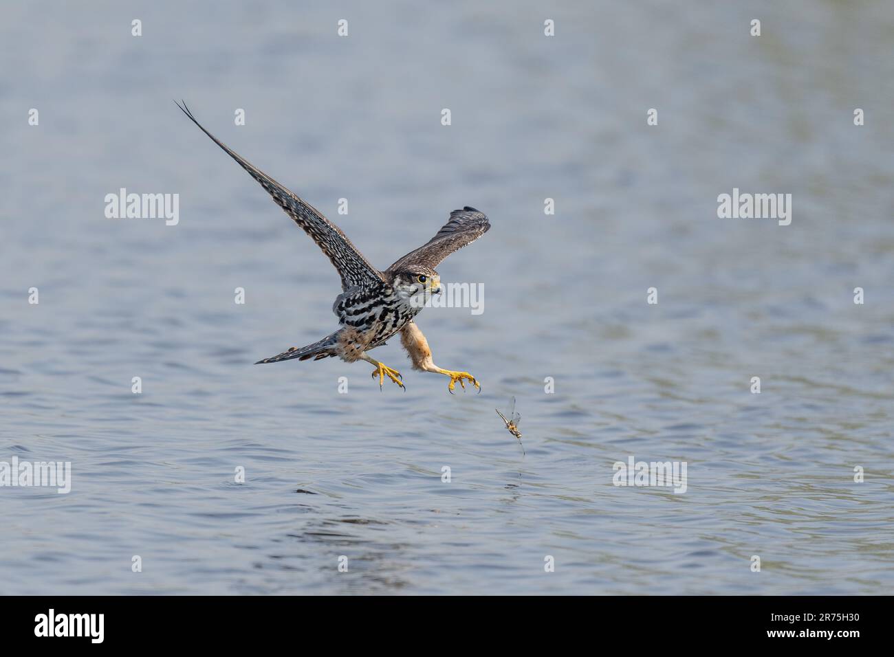 Il falco quasi cattura la libellula LONDRA, INGHILTERRA STUPENDE IMMAGINI scattate il 10th 2023 giugno mostrano un Eurasian Hobby a caccia di una libellula appena sopra t Foto Stock