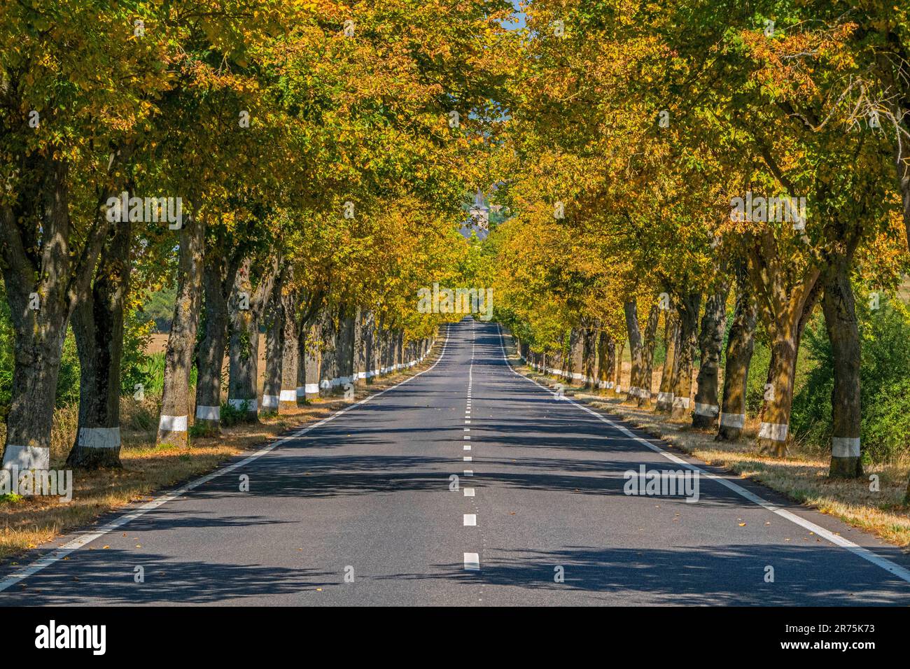 Avenue vicino a Bürmeringen, distretto di Schengen, Benelux, Paesi del Benelux, Cantone del Remich, Lussemburgo Foto Stock