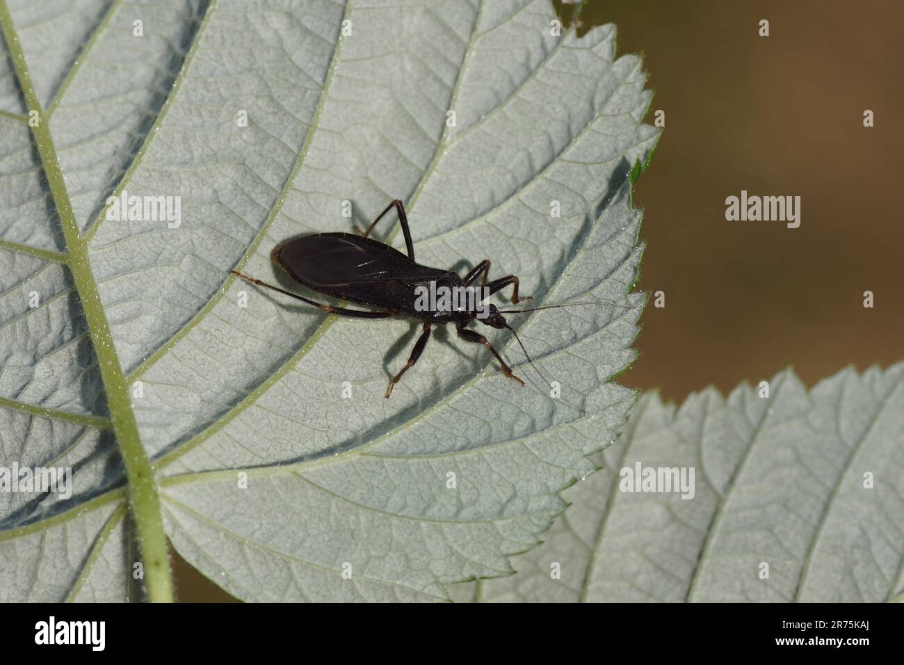 Cacciatore mascherato (Reduvius personatus), cimici della famiglia Assassin (Reduviidae). Sul lato inferiore di una foglia. Giardino olandese, giugno Paesi Bassi Foto Stock