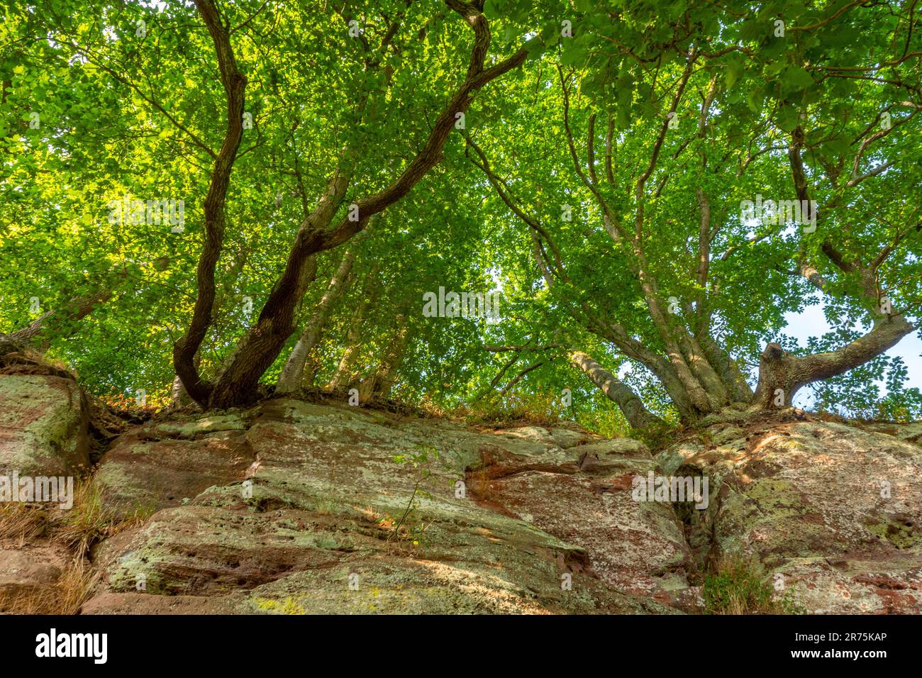 Rocce di arenaria sul Klause nel distretto di Kastel, Kastel-Staadt, Saartal, Saar-Hunsrück Parco Naturale, Saargau, Renania-Palatinato, Germania Foto Stock