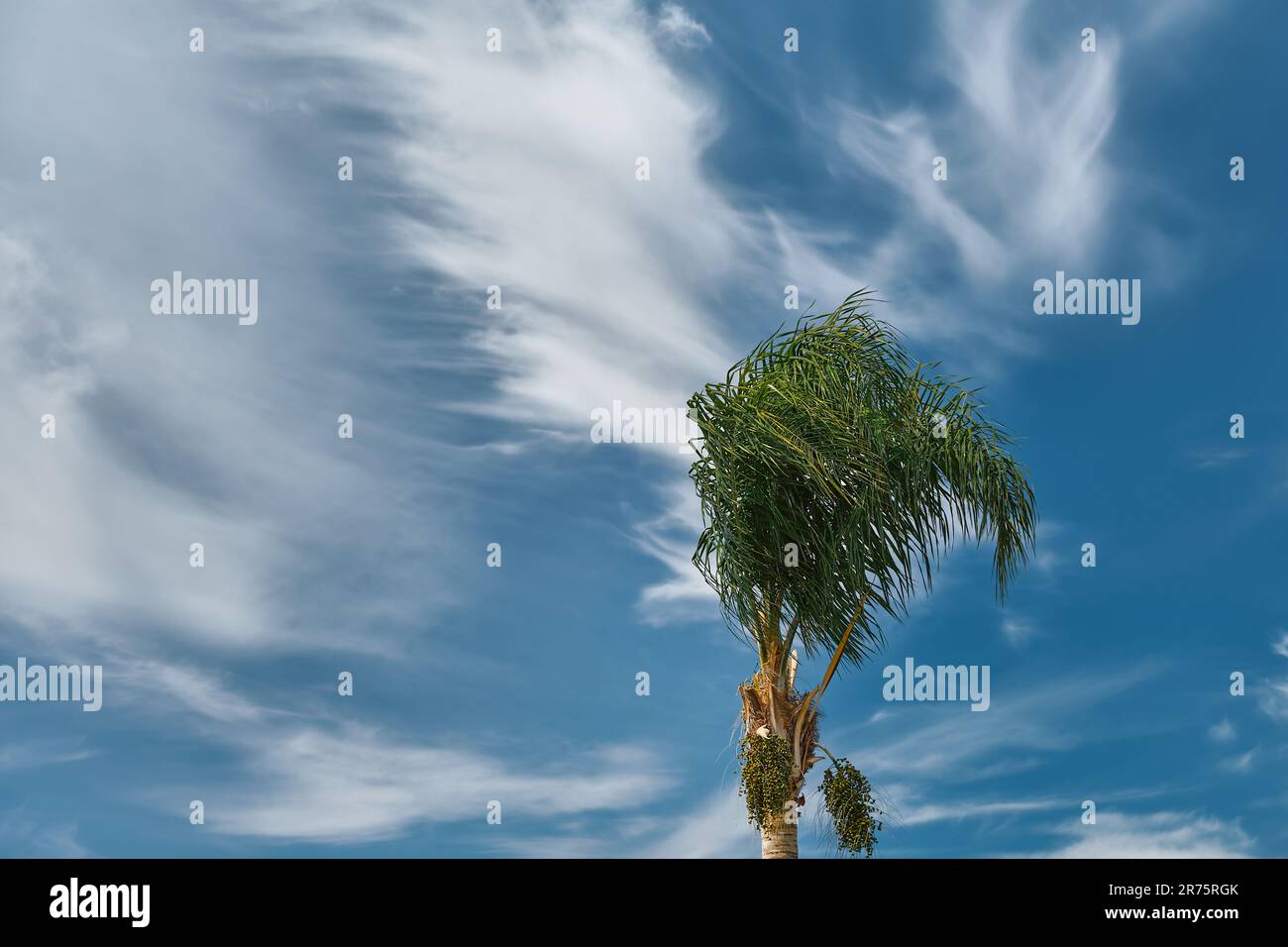L'albero di palma si piega nel vento all'inizio di una tempesta, cielo blu con nuvole, spazio per il testo. Cambiamenti climatici, tempeste stagionali in mare. Foto Stock