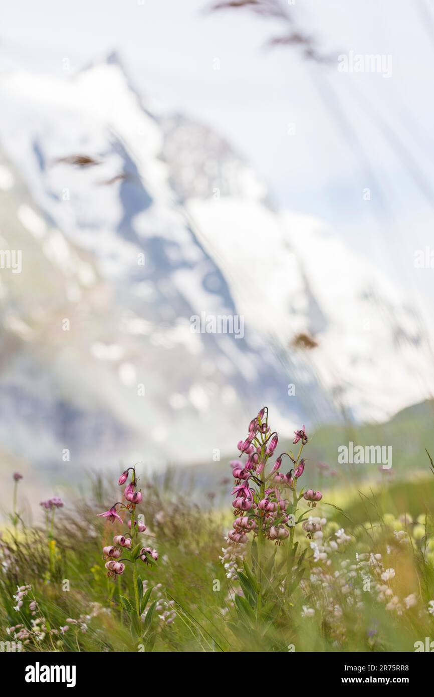 Prato fiorito con giglio di testa di Turco, flora alpina, Großglockner sullo sfondo Foto Stock