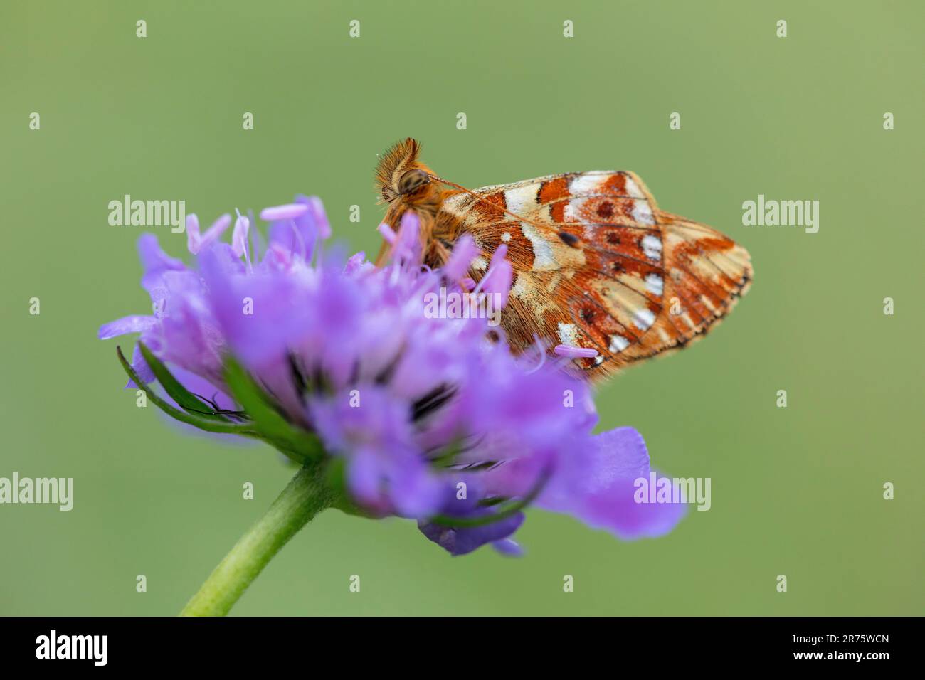 pastore's fritillary, Boloria Pales su scabiosa, primo piano, vista laterale Foto Stock