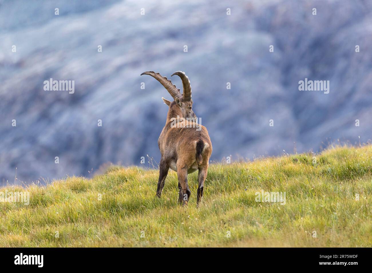 Stambecco alpino, lo stambecco Capra si erge su un prato di montagna, da dietro, guardando in lontananza Foto Stock