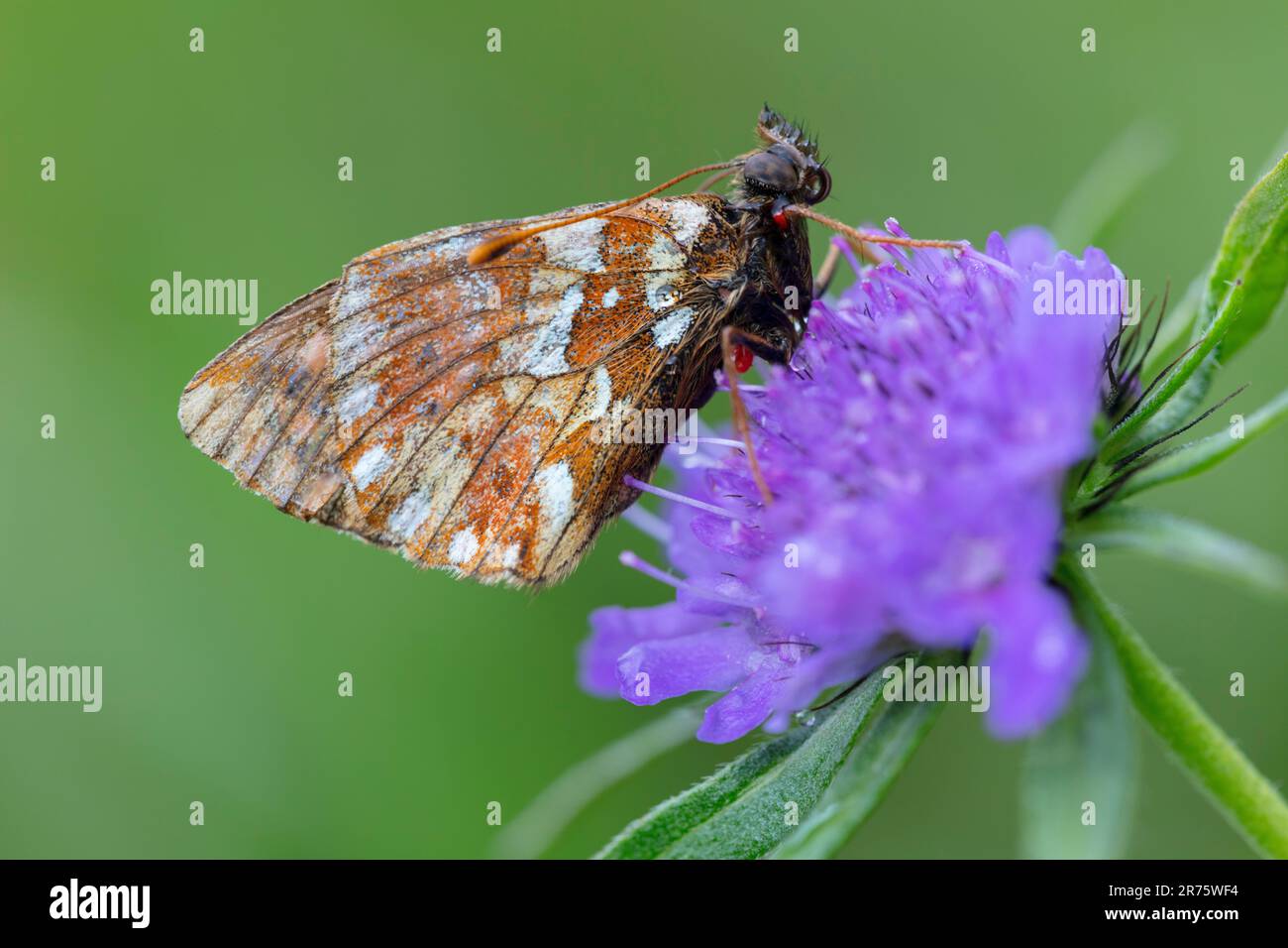 pastore's fritillary, Boloria Pales su scabiosa, primo piano, vista laterale Foto Stock