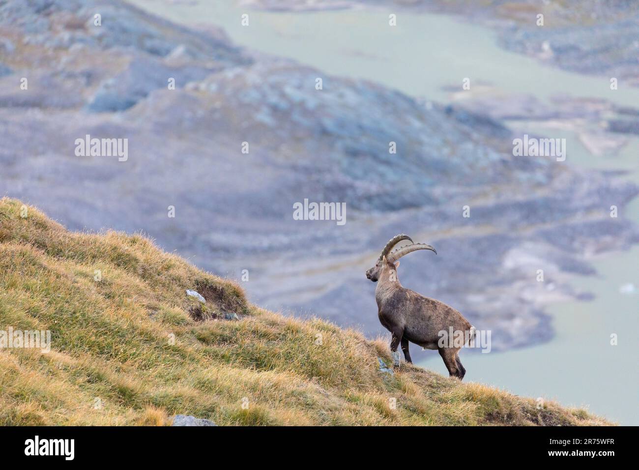 Stambecco su un prato di montagna a Großglockner Foto Stock
