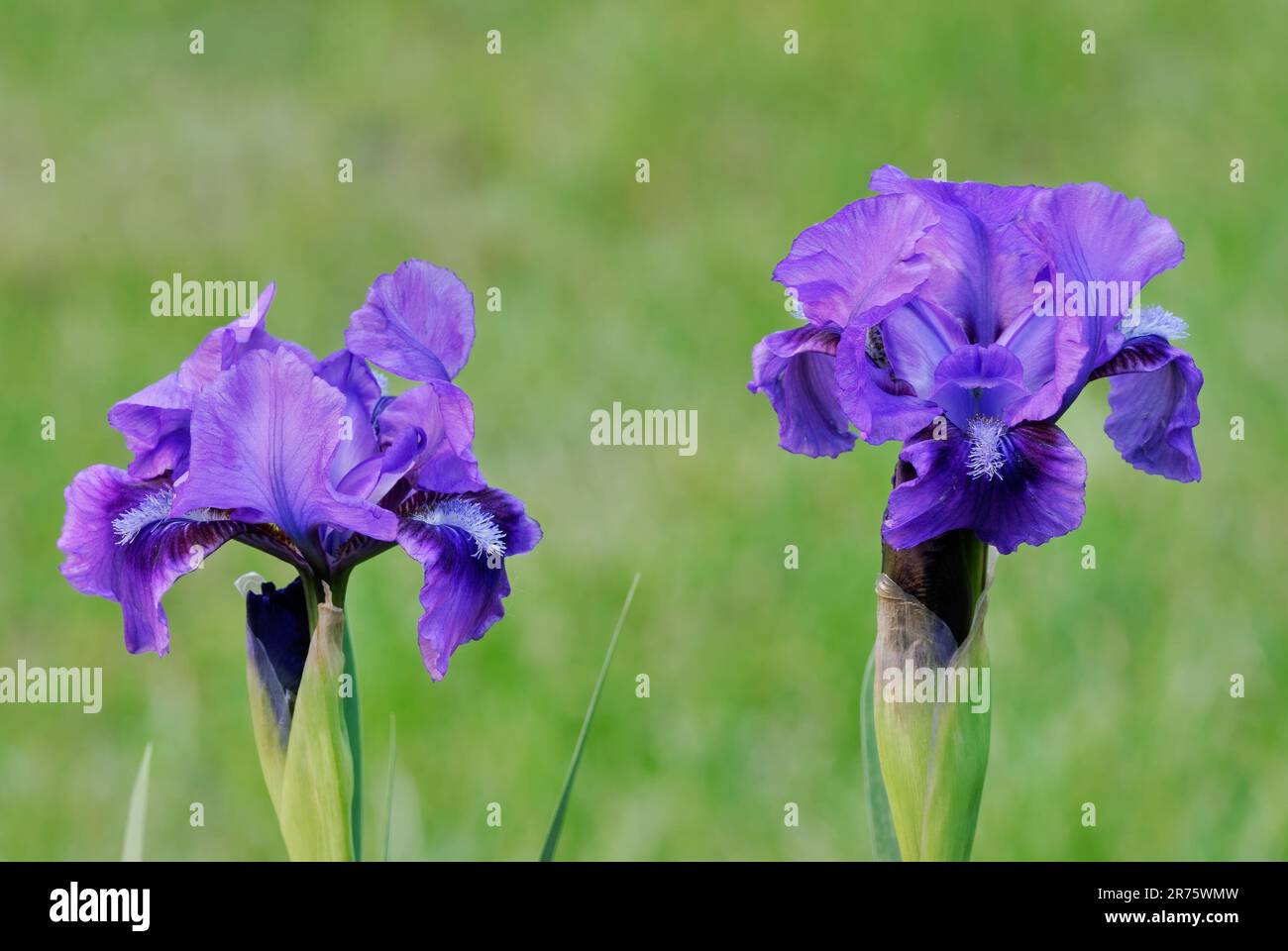 Due fiori nani Iris pumila, primo piano. In giardino ornamentale. Sfondo verde naturale sfocato. Trencin, Slovacchia Foto Stock