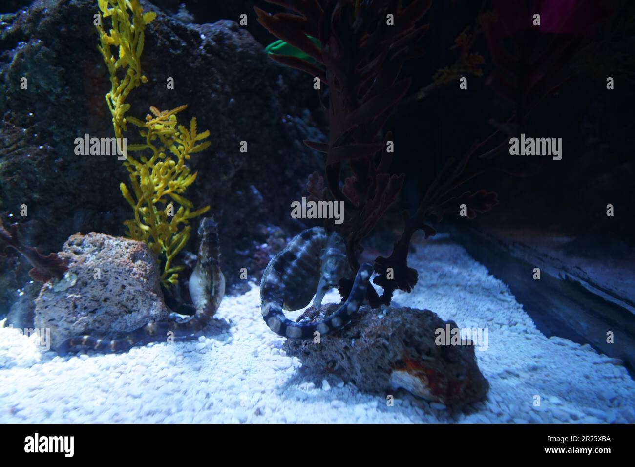Maschio di ippocampo all'acquario Sea Life London Foto Stock