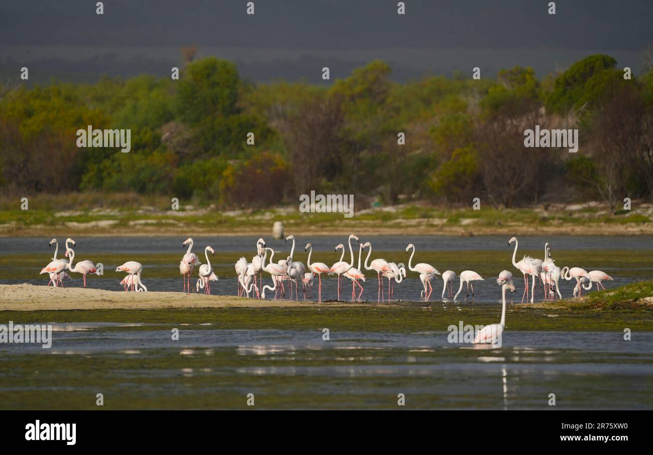 Flamingo maggiore (Phoenicopterus roseus), laguna del fiume Bot, Overberg, Sudafrica, Foto Stock