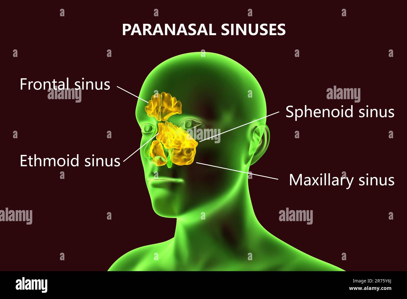 Seni paranasali umani, illustrazione al computer. I seni sono spazi riempiti d'aria rivestiti da membrana nelle ossa del viso. I seni frontali sono ABO Foto Stock