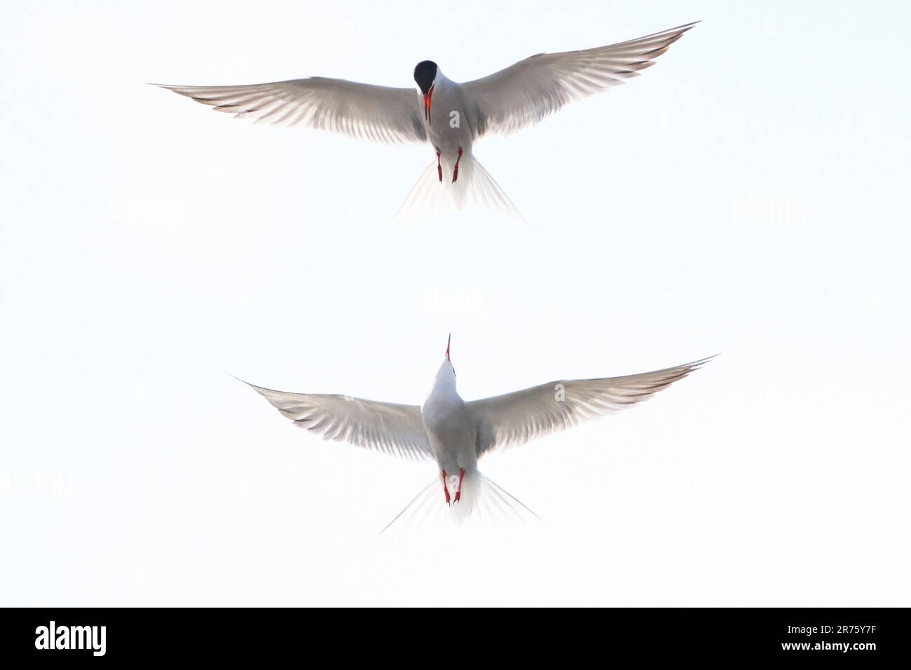 Tern, terna comune, Sterna hirundo, due, in volo Foto Stock