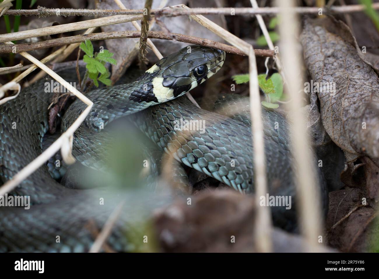 Erba serpente, Natrix natrix, serpente, testa, ritratto Foto Stock