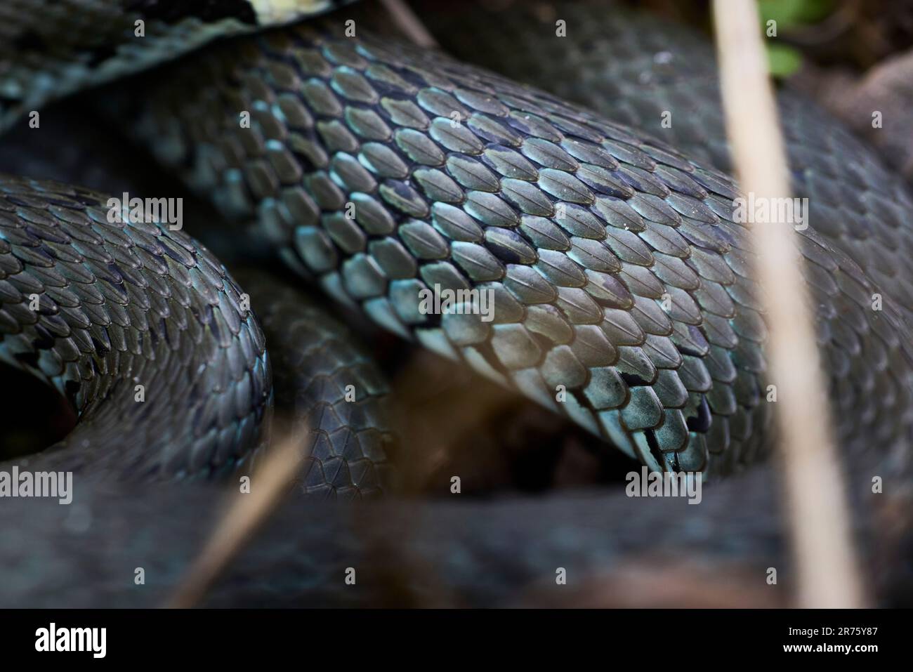 Erba serpente, Natrix natrix, serpente, scala, dettaglio Foto Stock
