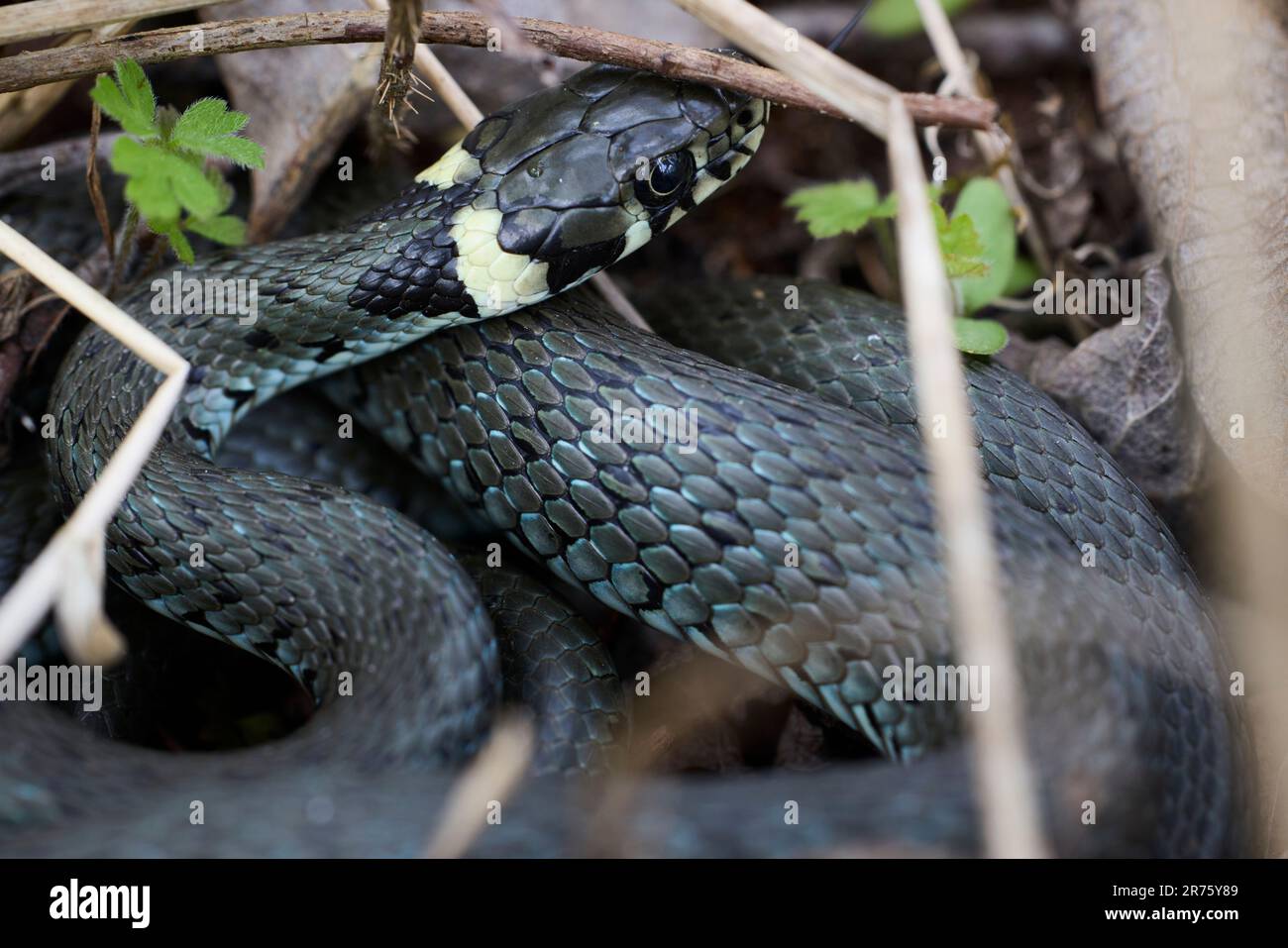 Erba serpente, Natrix natrix, serpente, testa, ritratto Foto Stock