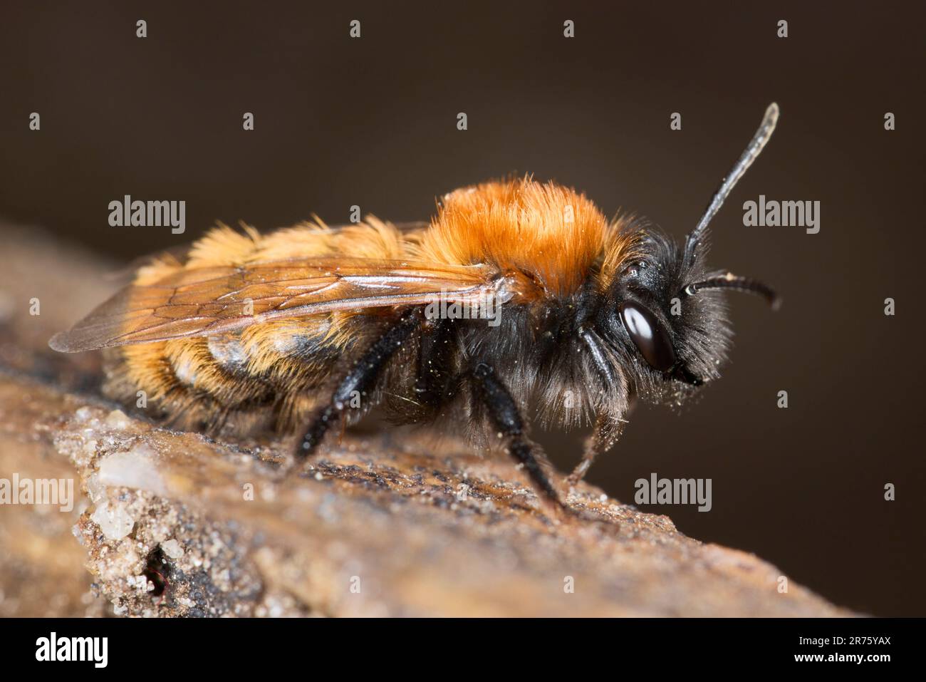 Ape da miniera bruno, ape di sabbia, Andrena fulva, ape selvatica Foto Stock