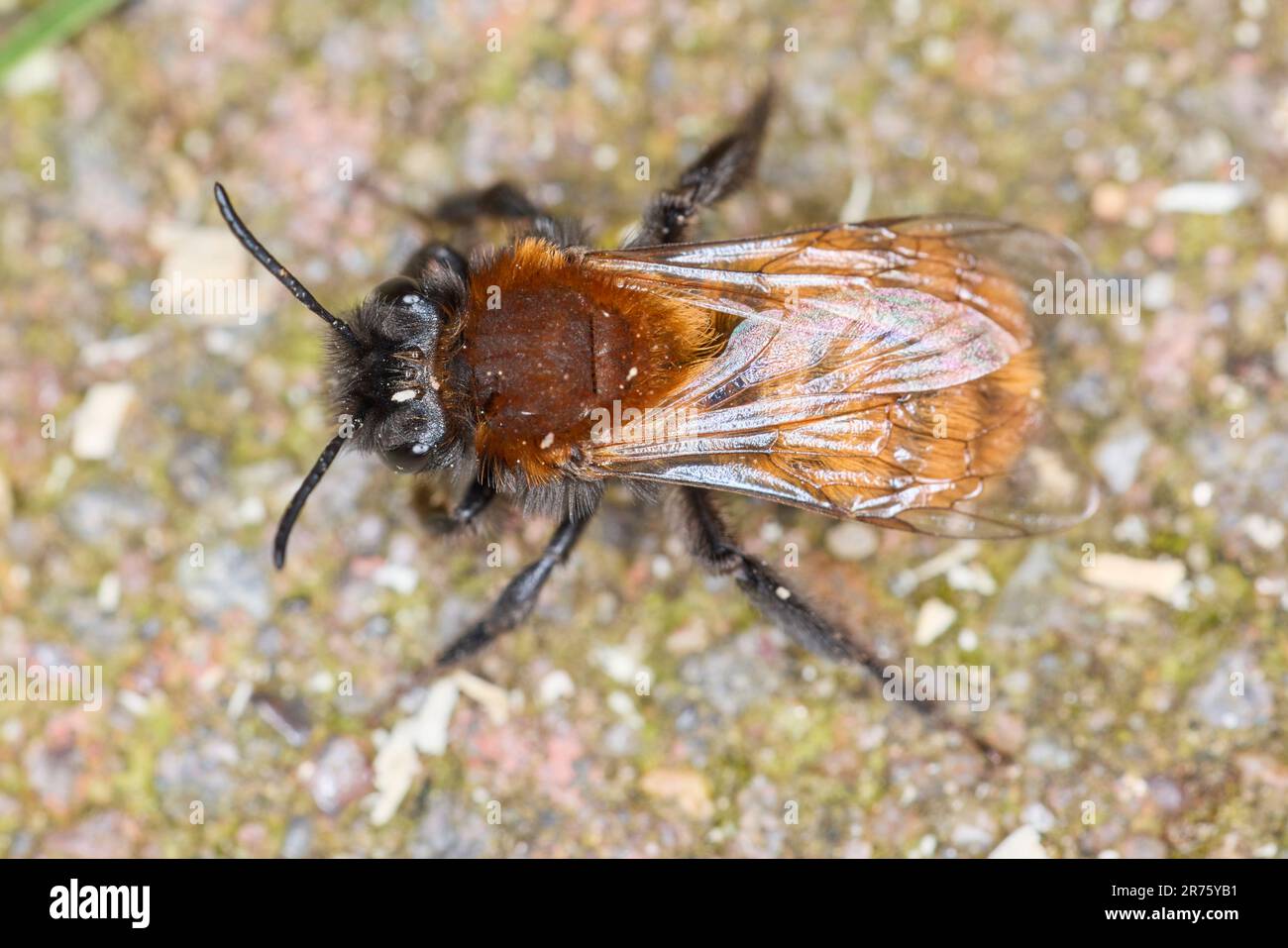 Ape da miniera bruno, ape di sabbia, Andrena fulva, ape selvatica Foto Stock