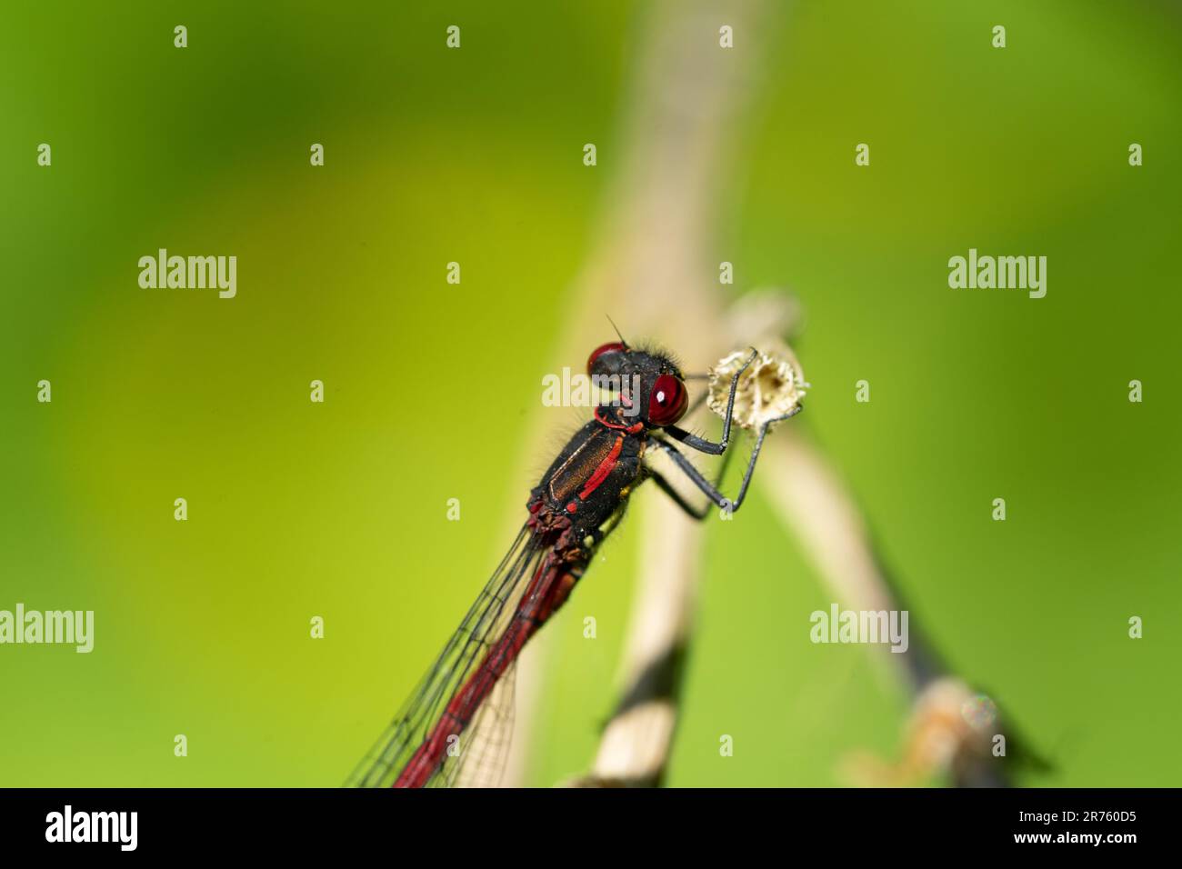 Libellula rossa su una foglia Foto Stock