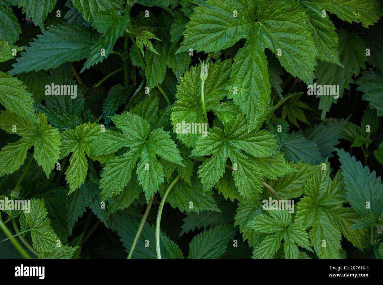 Primo piano di verde Hop foglie sfondo modello, sfondo naturale e carta da parati. Un muro di luppolo selvaggio lascia sfondo. Sfondo birra Foto Stock