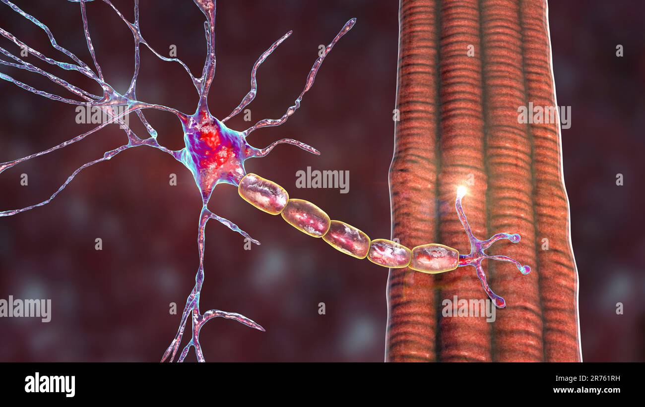 Motoneurone che si collega a una fibra muscolare, computer illustrazione. Una giunzione neuromuscolare permette al neurone motorio di trasmettere un segnale al muscolo Foto Stock