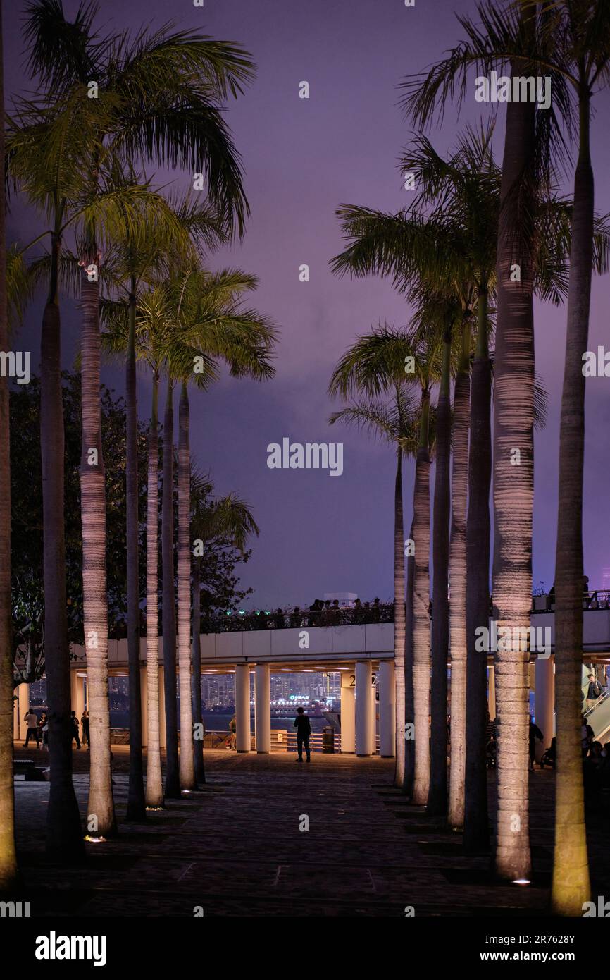 Hong Kong, Cina - Aprile 2023: Alte palme sul lungomare di Tsim Sha Tsui Foto Stock