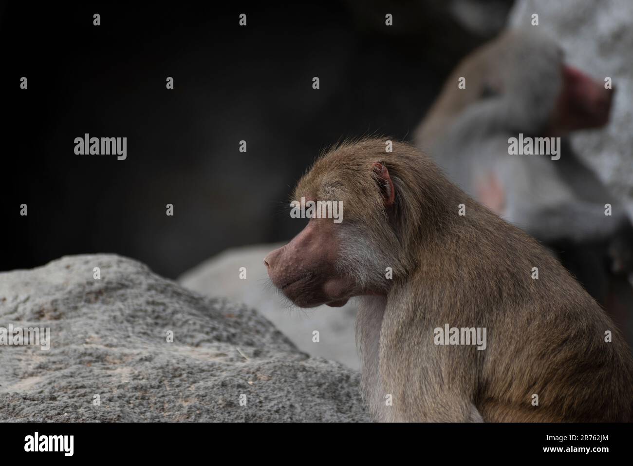 Babbuini allo zoo di Budapest Foto Stock