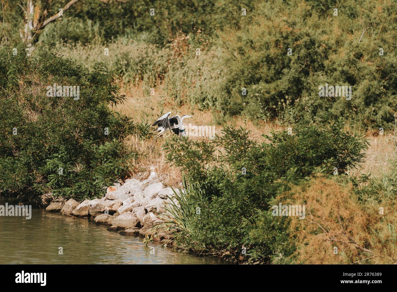 Paesaggio del delta del fiume Rodano, Camargue, riserva nazionale, Francia Foto Stock