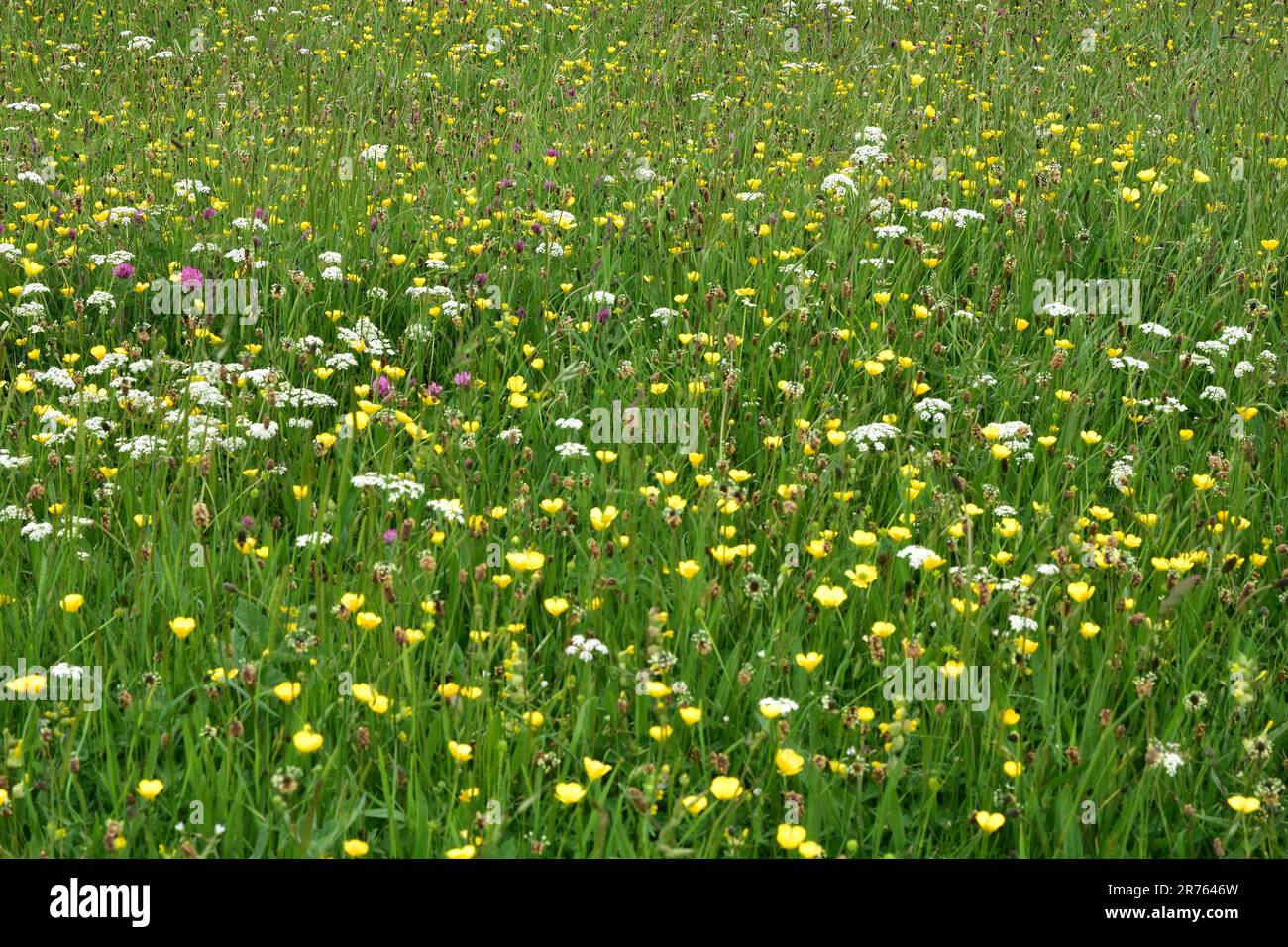 Newton basso sul mare, fiori selvatici, Newton Haven, Northumberland Foto Stock
