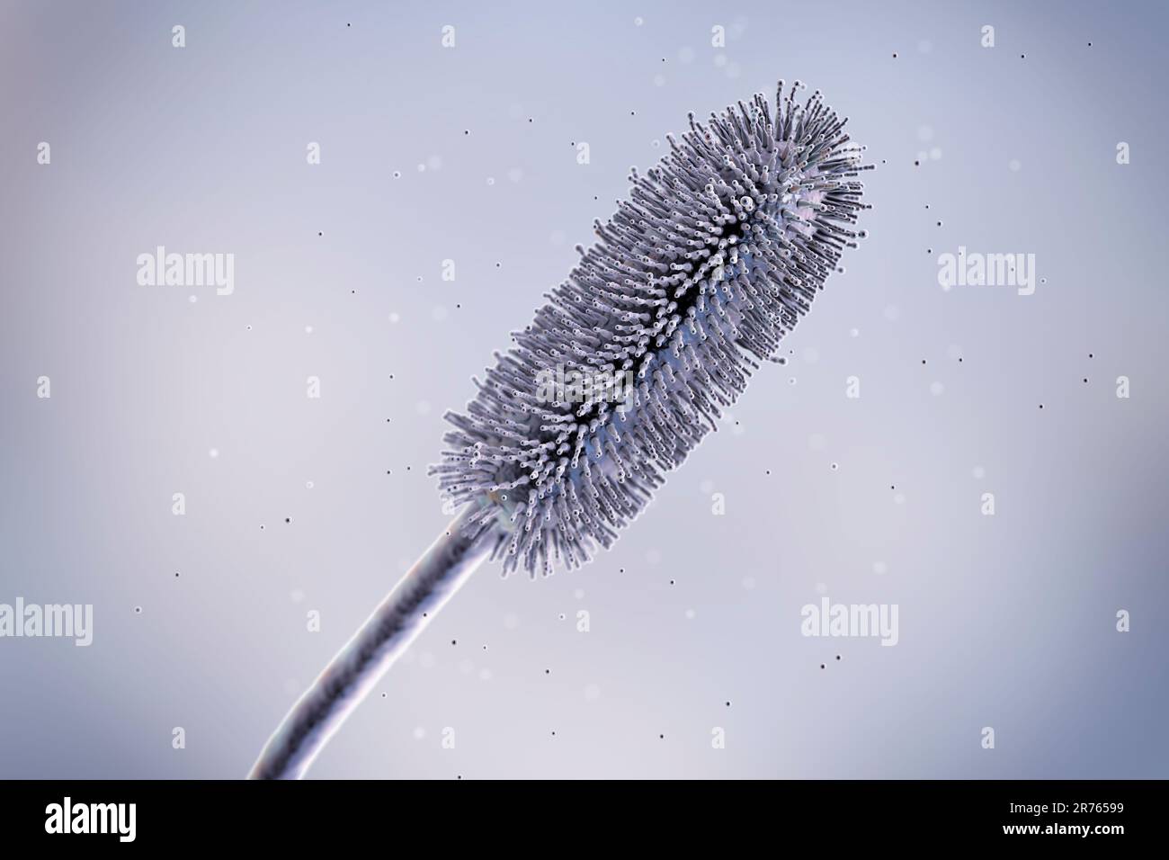 Aspergillus clavatus muffa funghi, computer illustrazione. Un fungo microscopico del suolo, causa aspergillosi allergica, infezioni polmonari, endocardite, exter Foto Stock