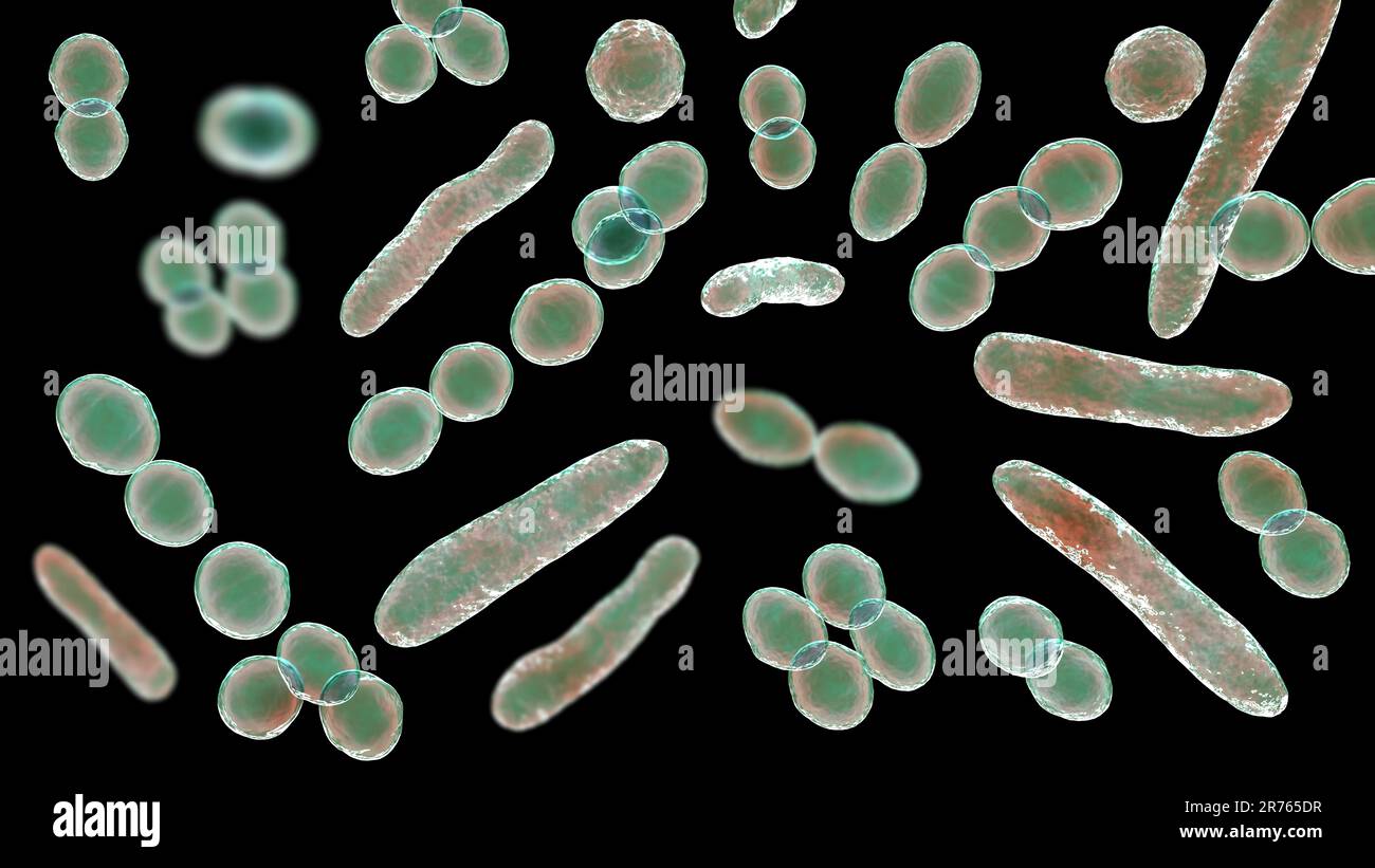 Illustrazione al computer di batteri di forme diverse, tra cui cocci e batteri a forma di bacchetta. Foto Stock