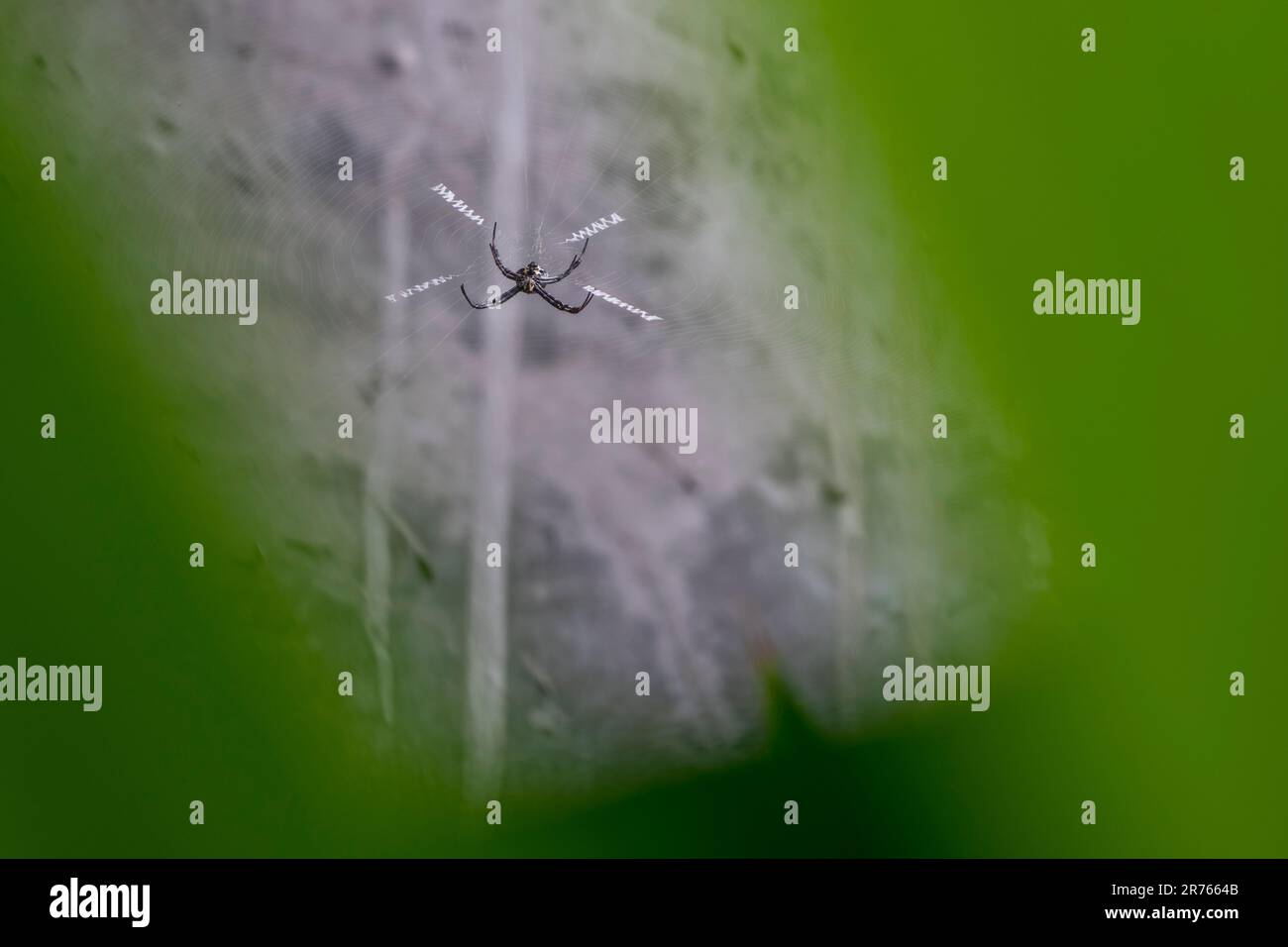 Ragno sul web con sfondo sfocato Foto Stock