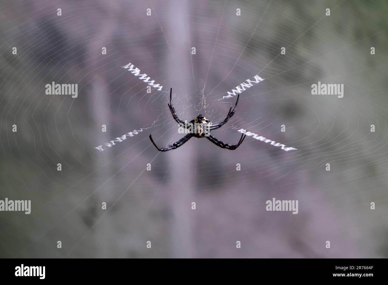 Ragno sul web con sfondo sfocato Foto Stock