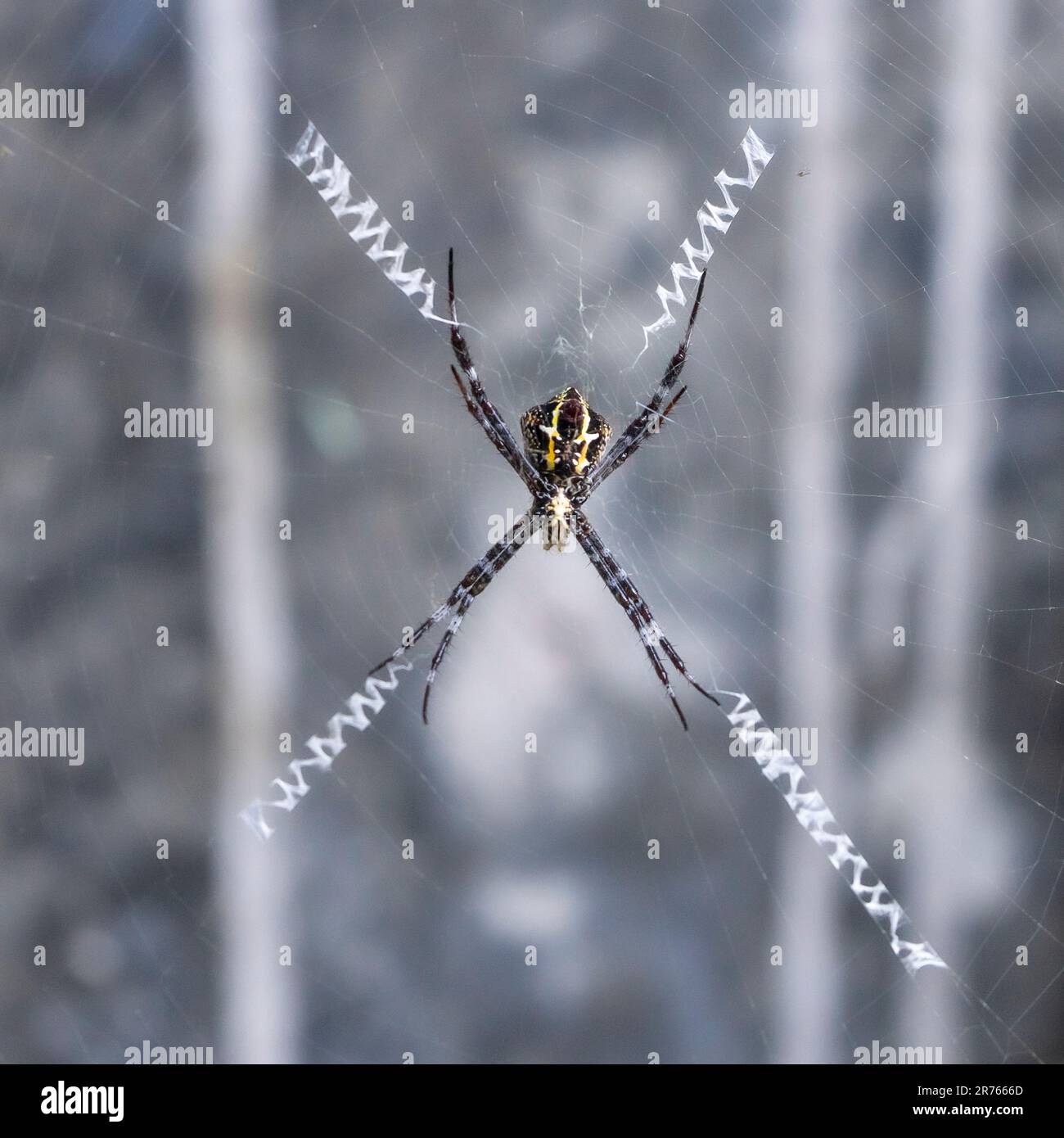 Ragno sul web con sfondo sfocato Foto Stock