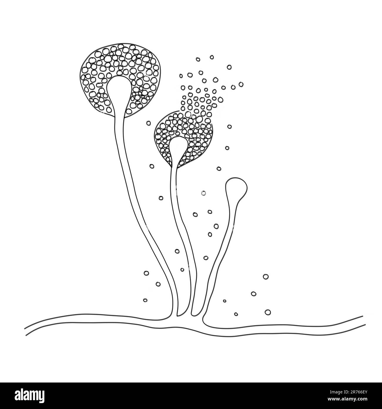 Mucor stampo, noto anche come fungo nero, illustrazione del computer. Mucor sp. Funghi sono trovati in suolo e decadendo materia organica e sono comuni mò indoor Foto Stock