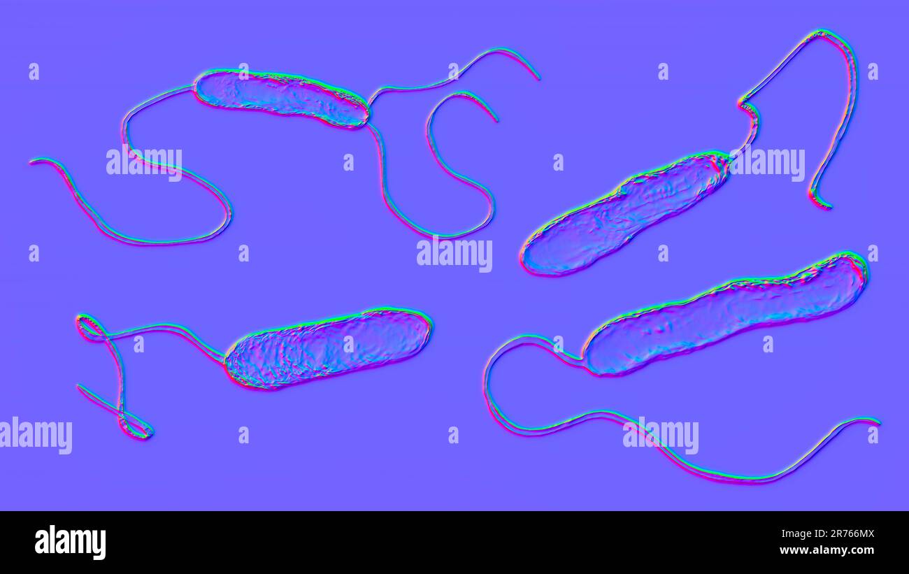 Stenotrophomonas maltophilia batteri, illustrazione computer. Questo batterio Gram-negativo aerobico, precedentemente noto come Pseudomonas maltophilia, può c Foto Stock