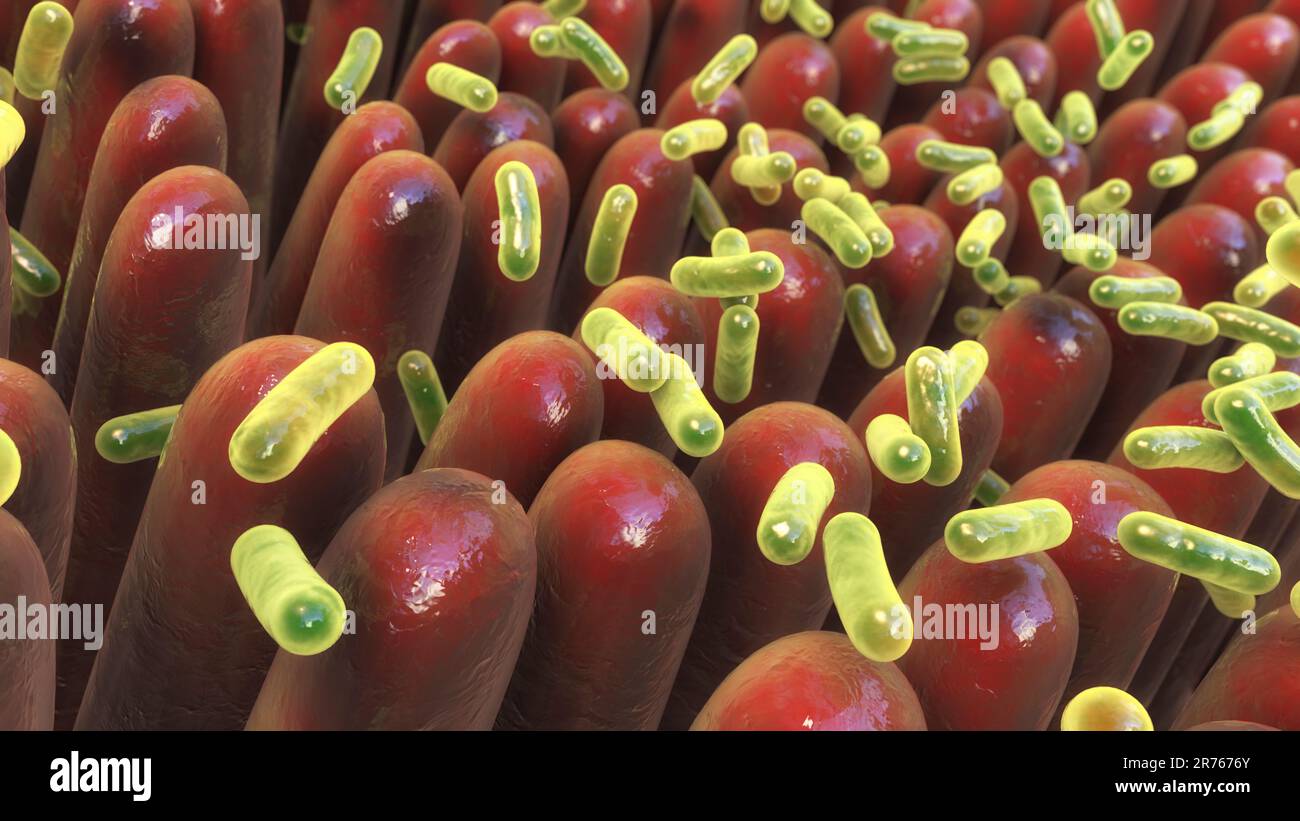 Microbiota dell'intestino umano, computer illustrazione. Foto Stock