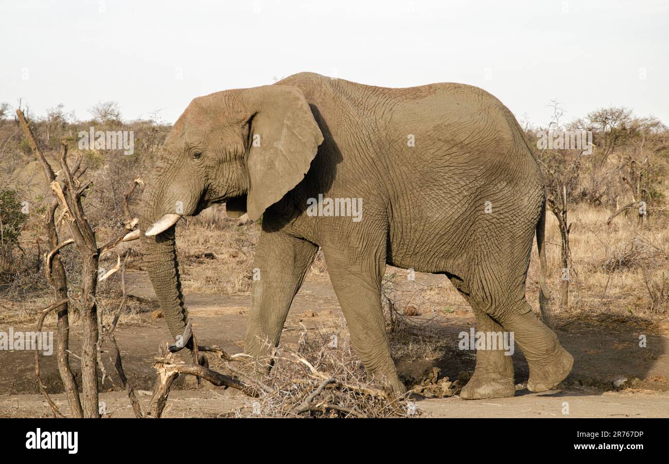 Maestoso elefante africano che aggira la savana sudafricana con grazia e grandiosità Foto Stock