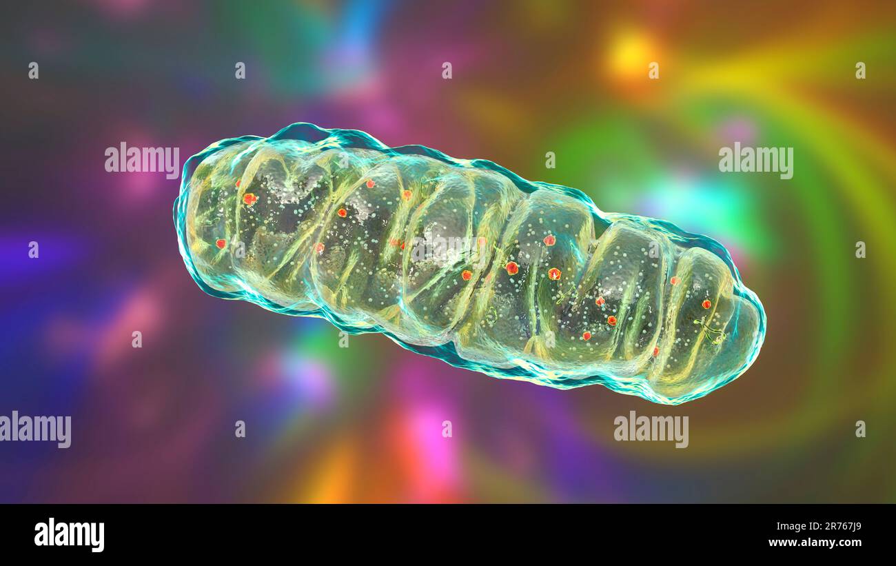 Mitocondrione, organelli cellulari chiusi a membrana che producono energia, computer illustrazione. Foto Stock