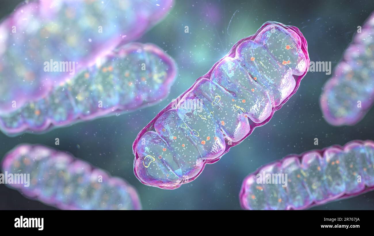 Mitocondri, organelli cellulari racchiusi in membrana che producono energia, computer illustrazione. Foto Stock