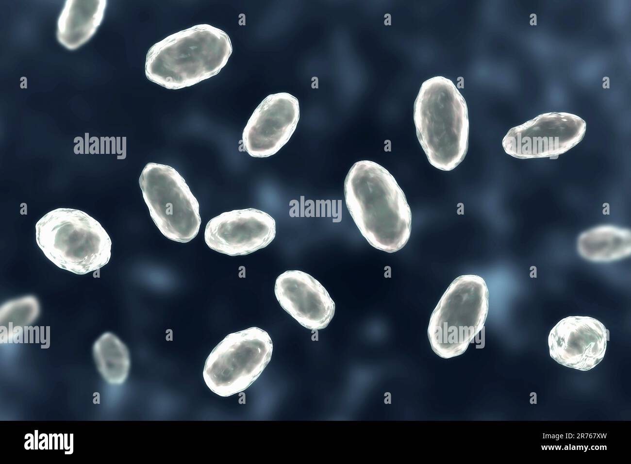 Yersinia enterocolitica, Gram negativo a forma di bacchetta batteri, un enterobatteria, computer illustrazione. Y. enterocolitica può causare enterite, un'infiammazione Foto Stock